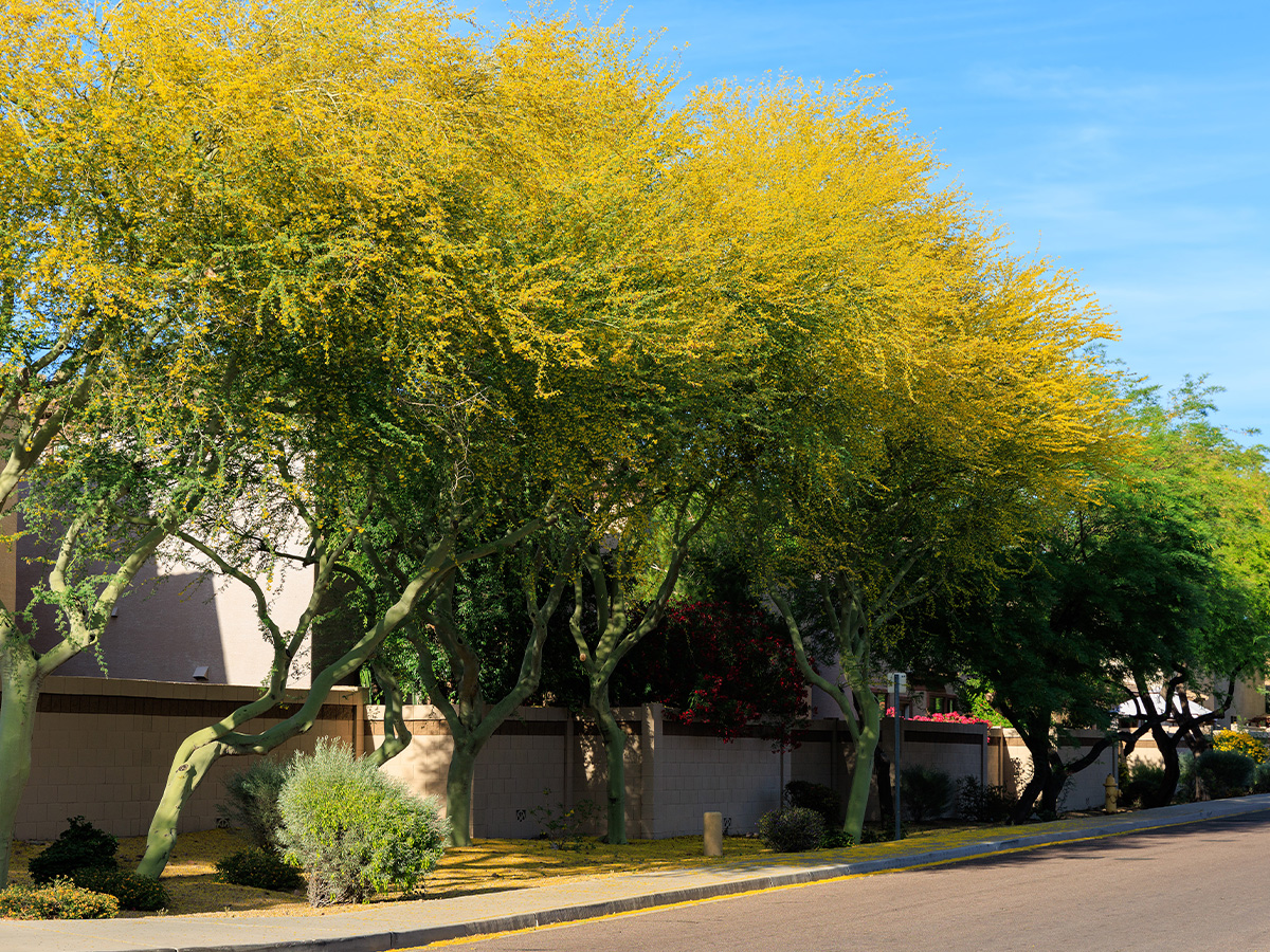 Complete Landscaping project